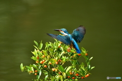 キンズとカワセミ