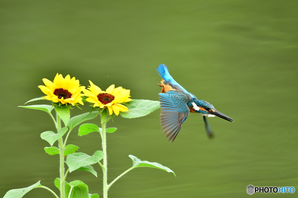 ヒマワリとカワセミ