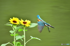 ヒマワリとカワセミ