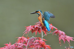 紅葉とカワセミ