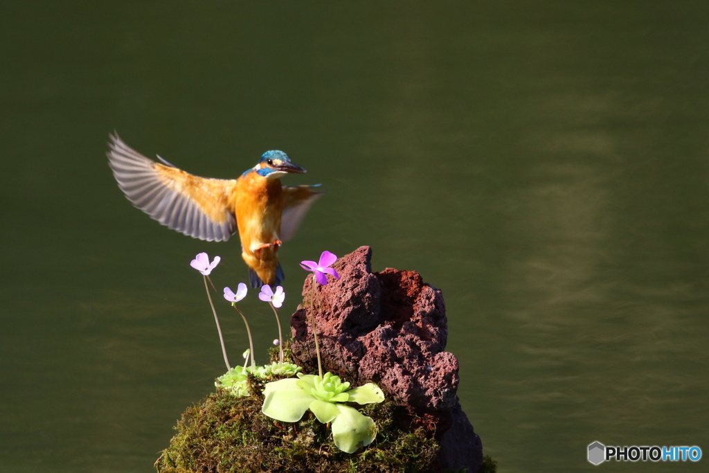 虫取りスミレとカワセミ
