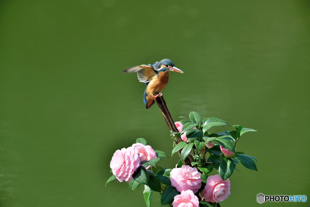 ツバキとカワセミ