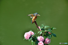 ツバキとカワセミ