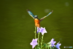 桔梗とカワセミ