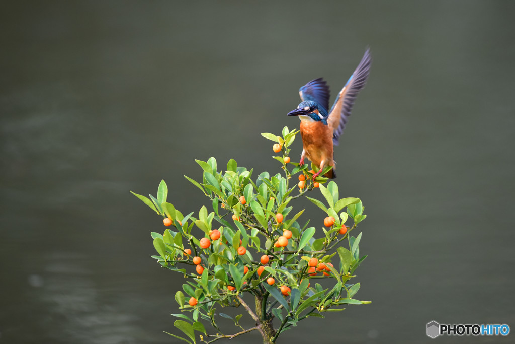 キンズとカワセミ