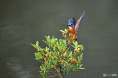 キンズとカワセミ
