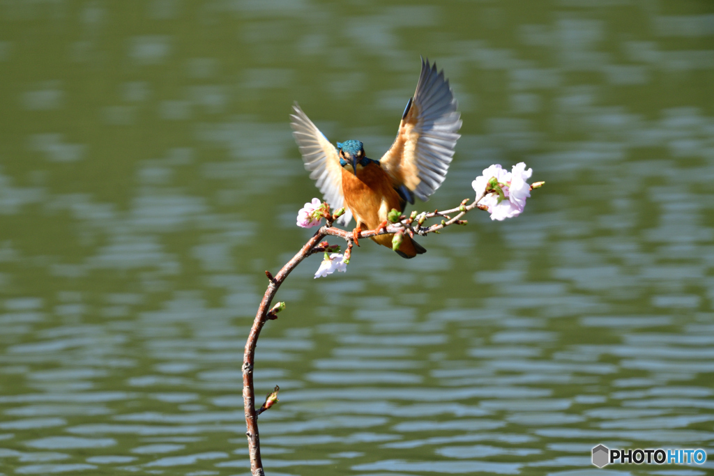 桜とカワセミ