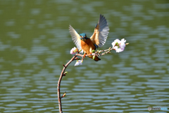 桜とカワセミ