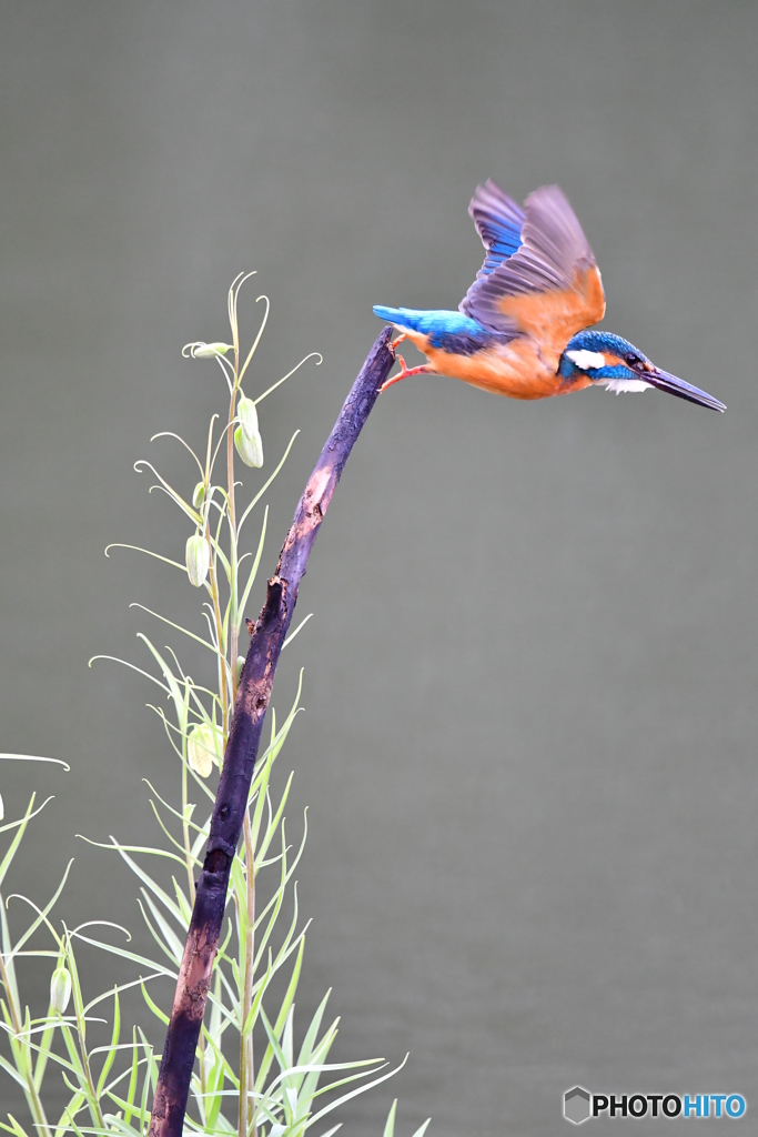 バイモユリとカワセミ