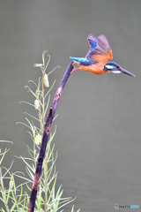 バイモユリとカワセミ