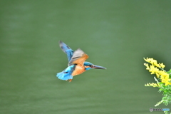 エニシダとカワセミ