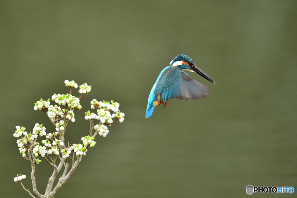 ドウタンツツジとカワセミ