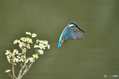 ドウタンツツジとカワセミ