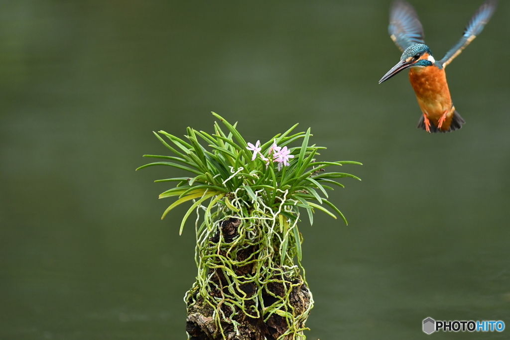 富貴蘭とカワセミ