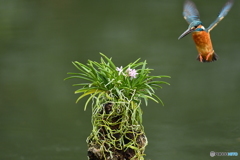 富貴蘭とカワセミ