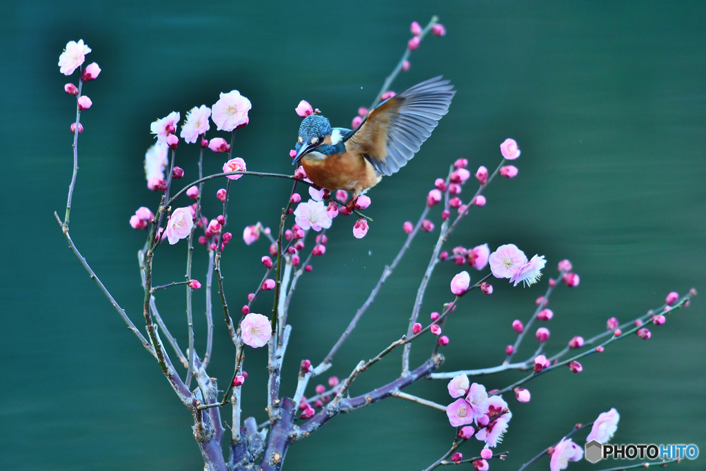 紅梅とカワセミ