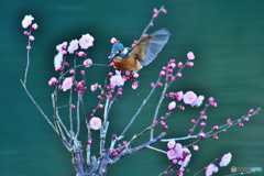 紅梅とカワセミ