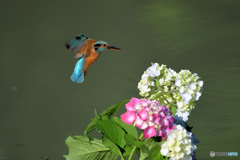 アジサイとカワセミ