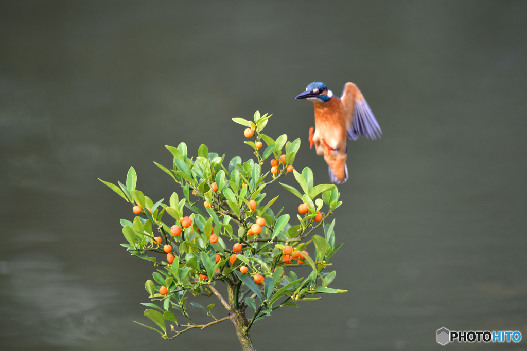 キンズとカワセミ