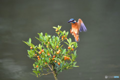 キンズとカワセミ