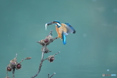 ドングリとカワセミ