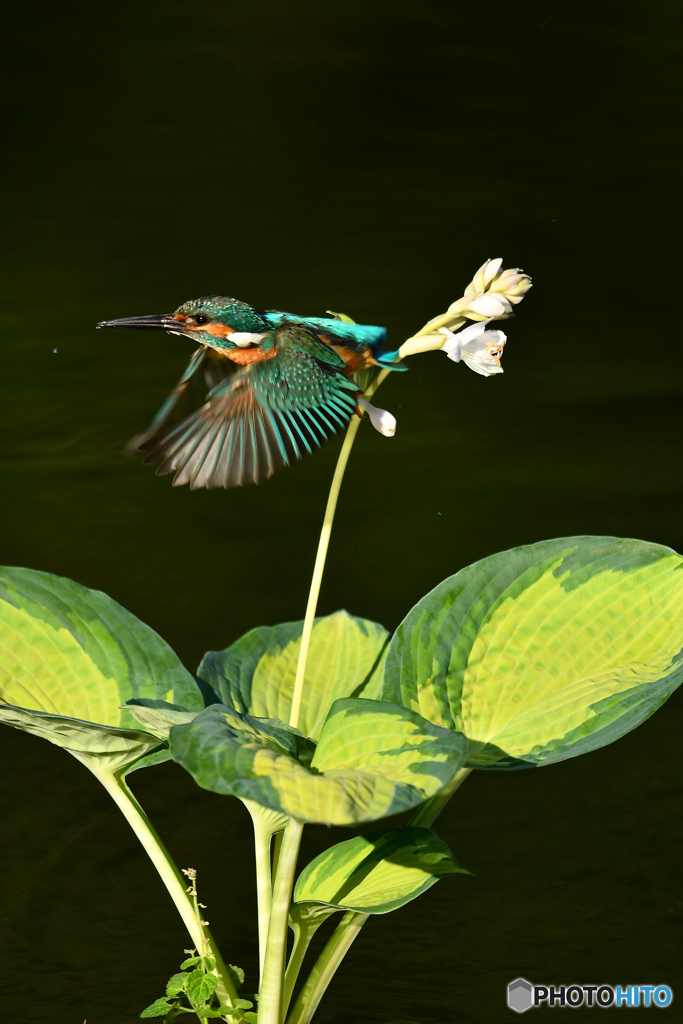 ギボシとカワセミ