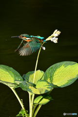 ギボシとカワセミ