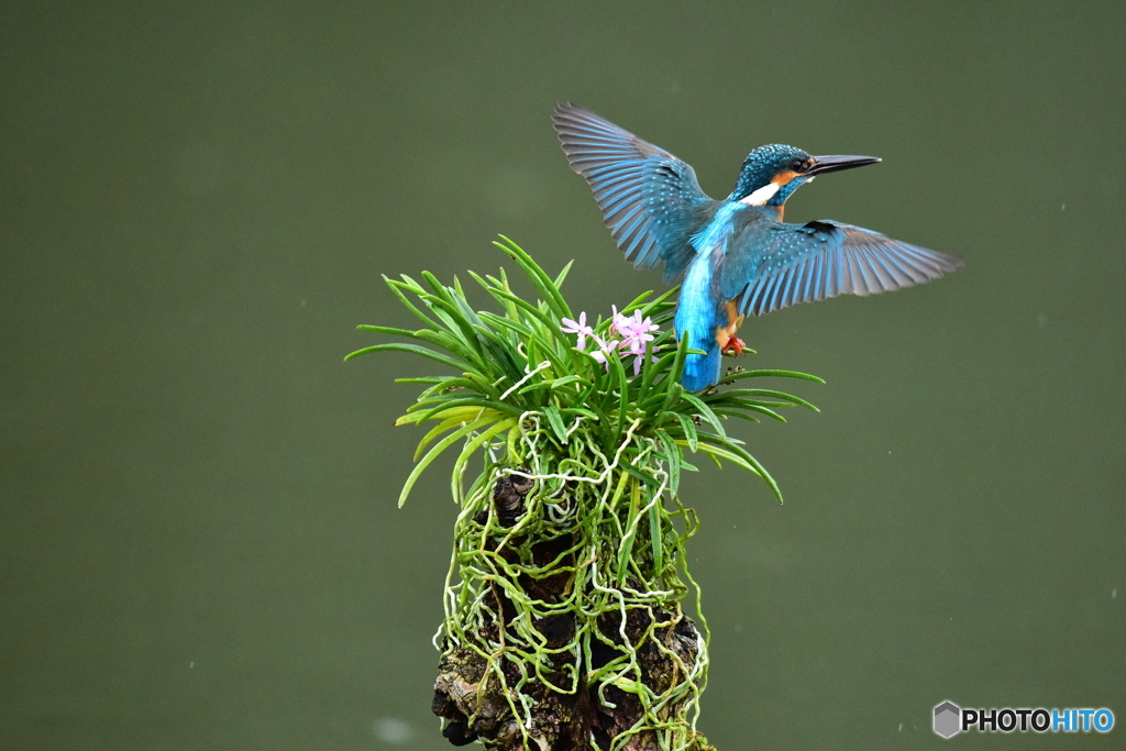 富貴蘭とカワセミ