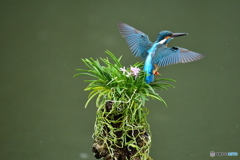 富貴蘭とカワセミ