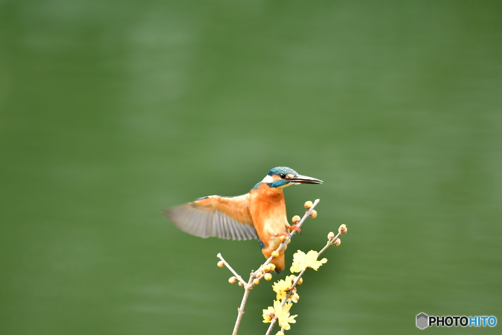 ロウバイとカワセミ