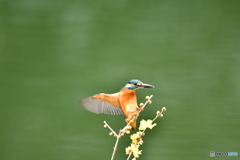ロウバイとカワセミ