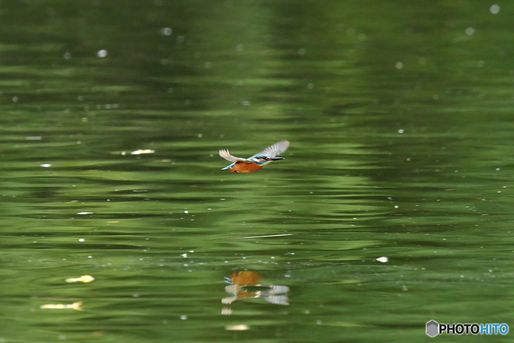 カワセミの飛翔