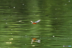 カワセミの飛翔