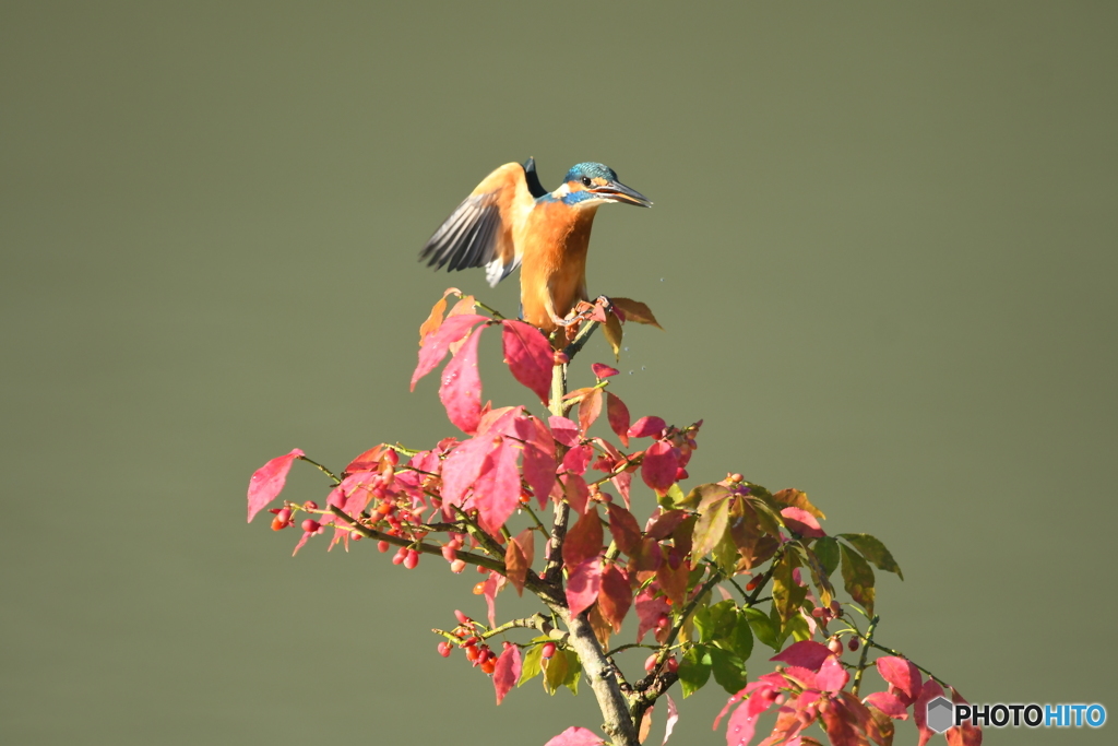 マユミとカワセミ