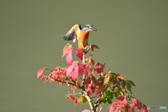 マユミとカワセミ