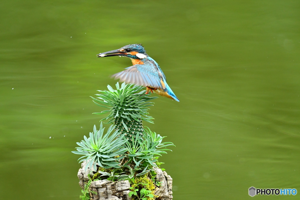 ソテツキリンとカワセミ