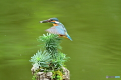 ソテツキリンとカワセミ