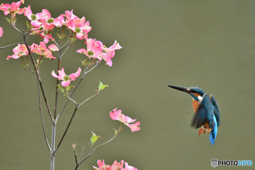 ハナミズキとカワセミ