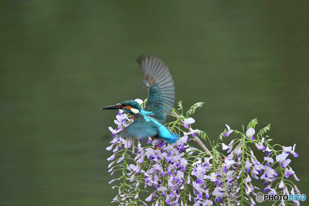 フジの花とカワセミ