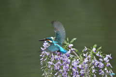 フジの花とカワセミ