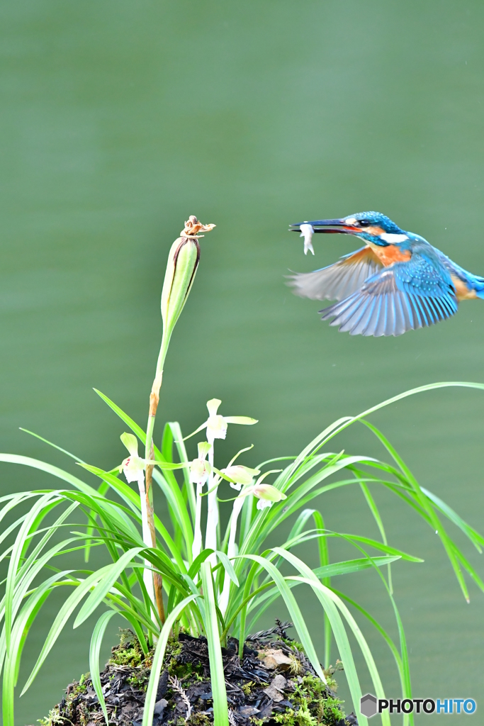 春蘭とカワセミ