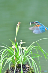 春蘭とカワセミ