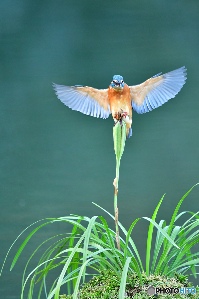 春蘭の実とカワセミ