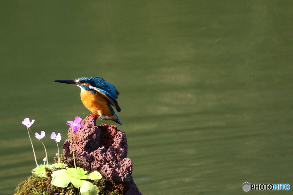虫取りスミレとカワセミ