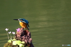 虫取りスミレとカワセミ