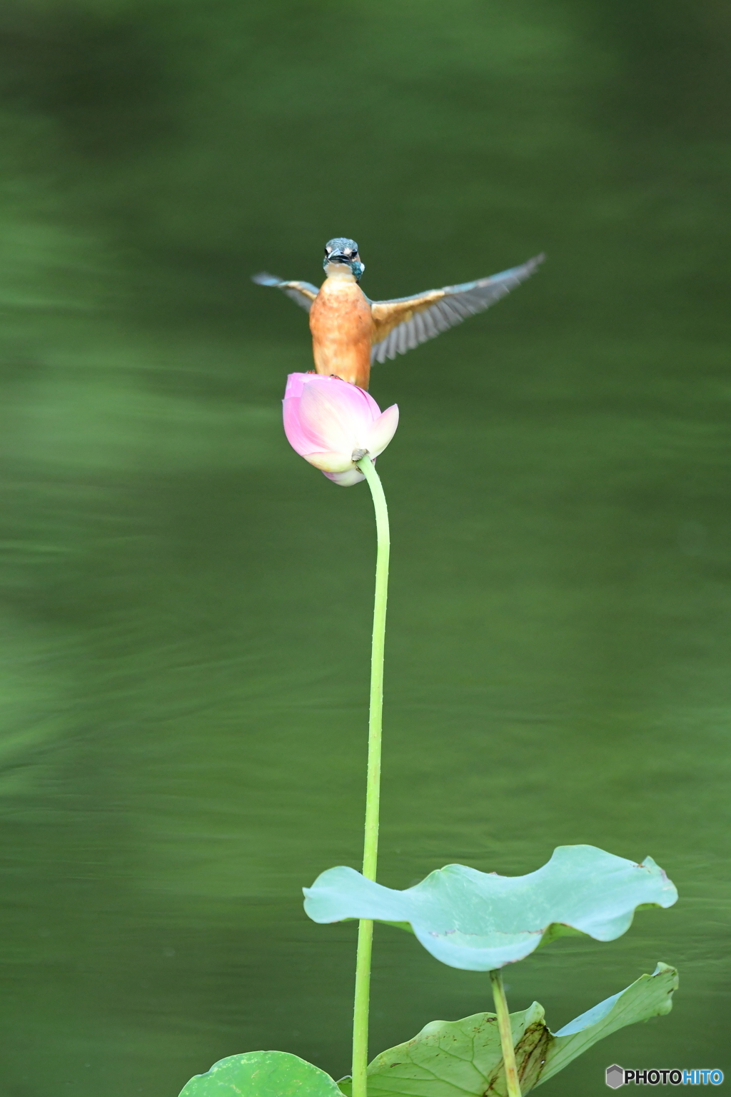 ハスとカワセミ