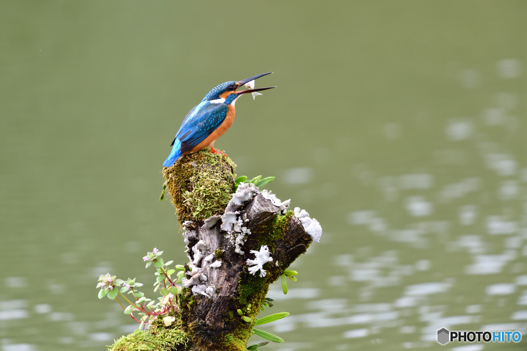 コケとカワセミ