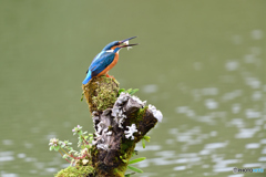 コケとカワセミ