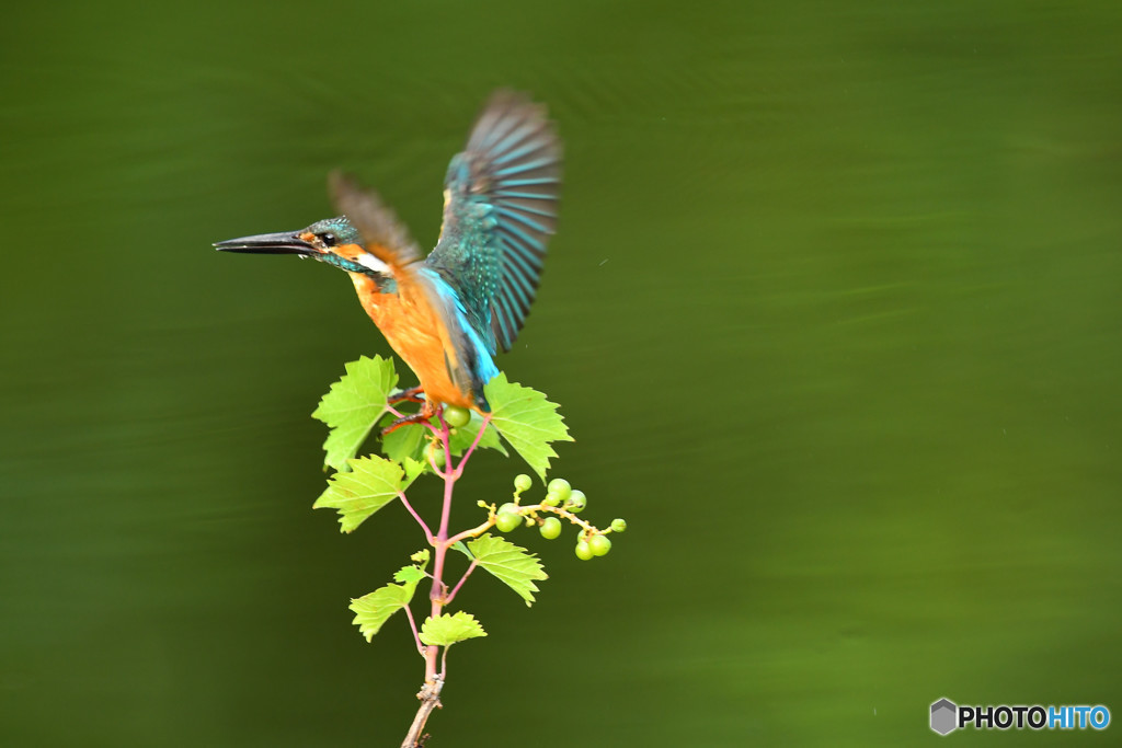 山ブドウとカワセミ