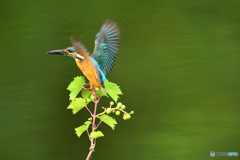 山ブドウとカワセミ